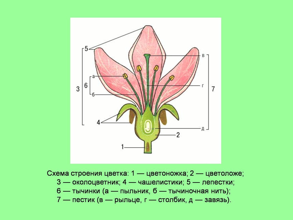 Цветоложе околоцветник