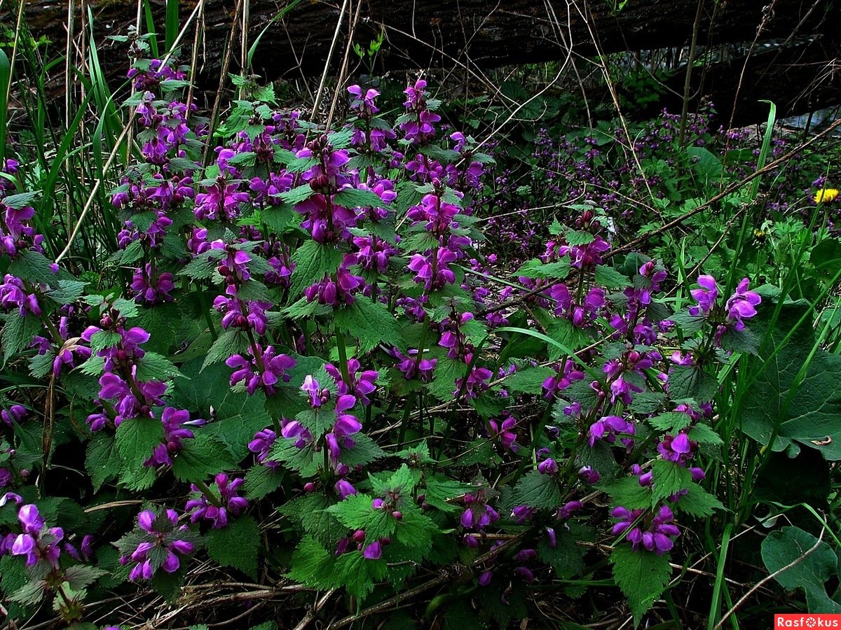 Лесное растение с фиолетовыми цветами