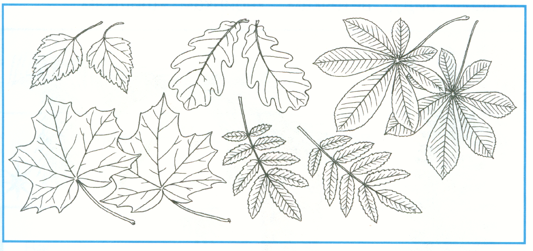 Лист для первого класса. Листья деревьев раскраска. Лист дерева рисунок. Листья деревьев картинки раскраски. Листоки деревьев разных для дошкольников.