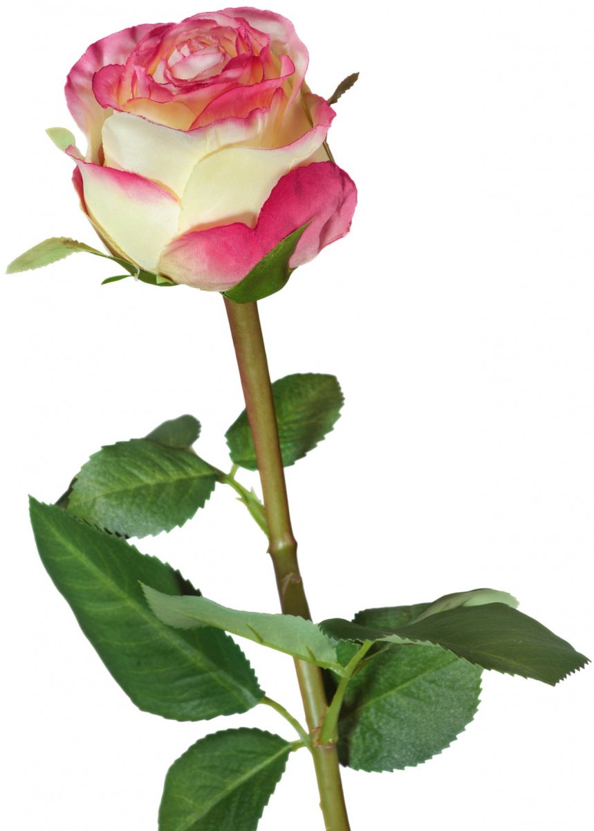 Роза с розовой каймой