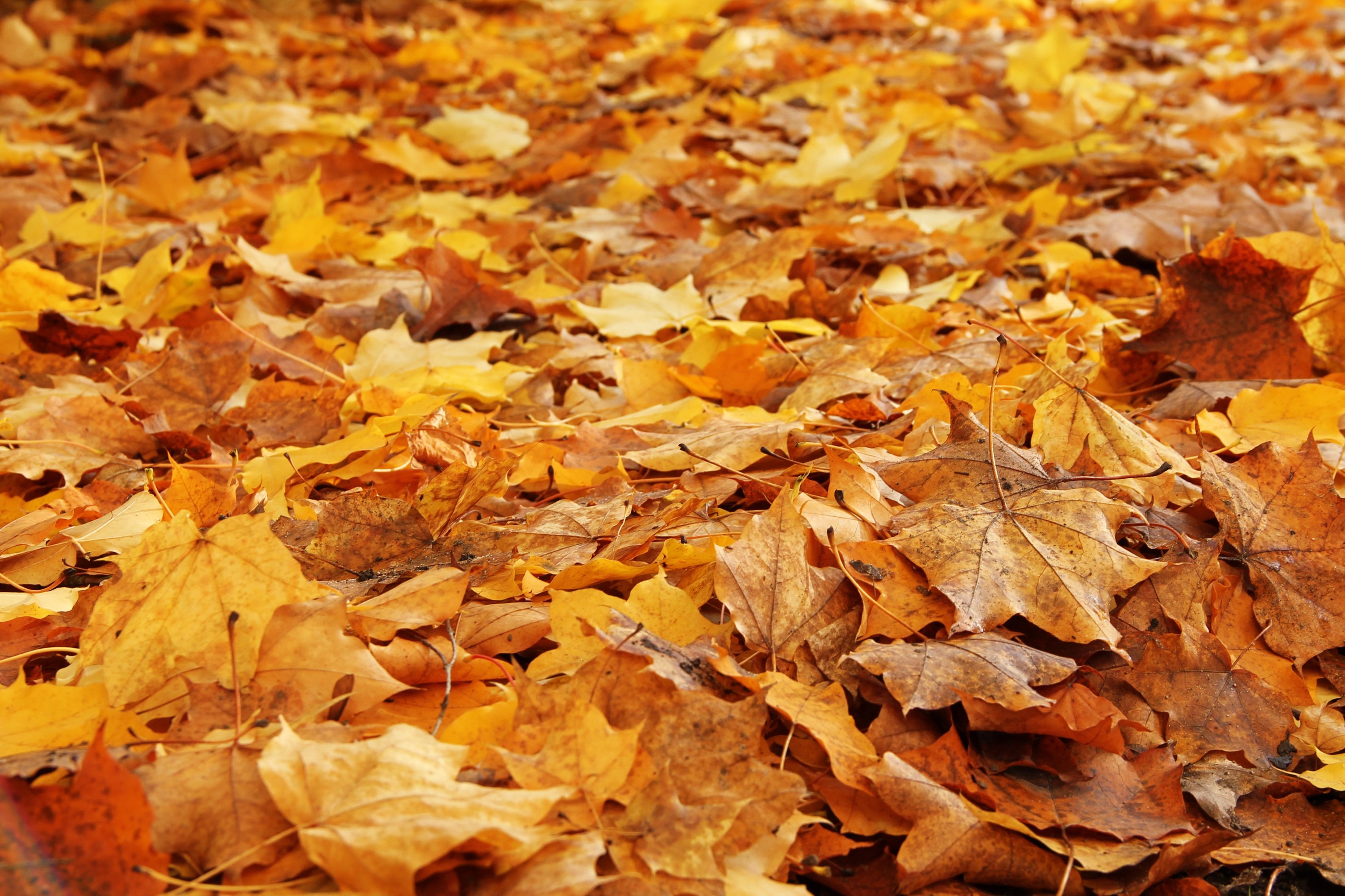 Вдруг среди листвы. Осенняя листва. Сухие листья. Листья на земле. Пол листа.