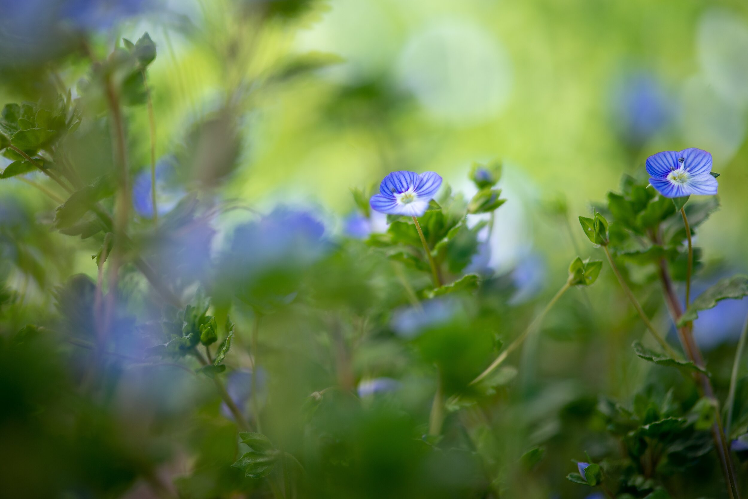 Трава с голубыми цветами 6. Синие цветы боке. Растение под синим светом. Клевер ромашки боке. Зеленолиственный цветок.