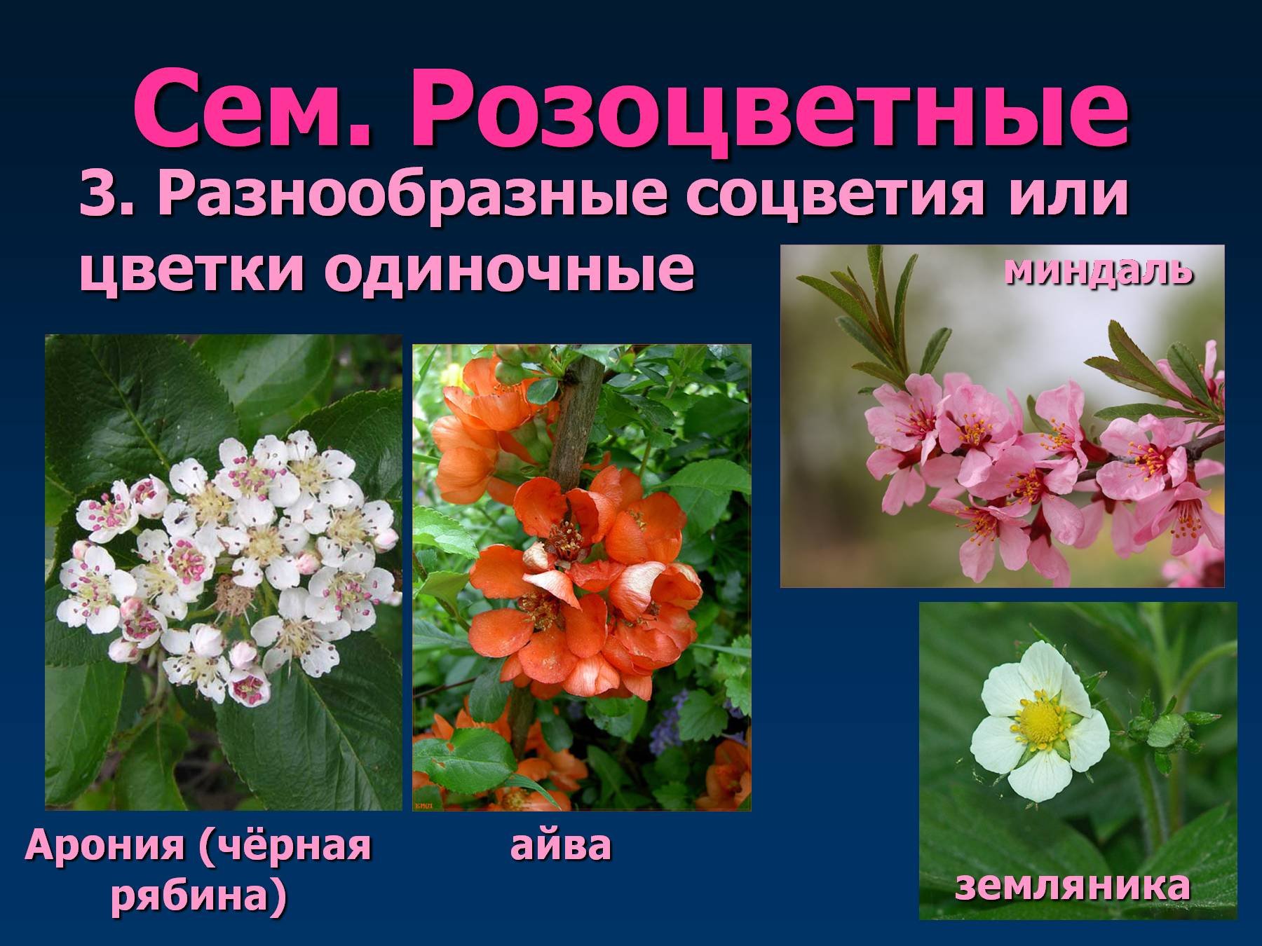 Многообразие цветковых. Покрытосеменные Розоцветные растения. Розоцветные представители. Декоративные растения семейства розоцветных. Семейство Розоцветные представители.
