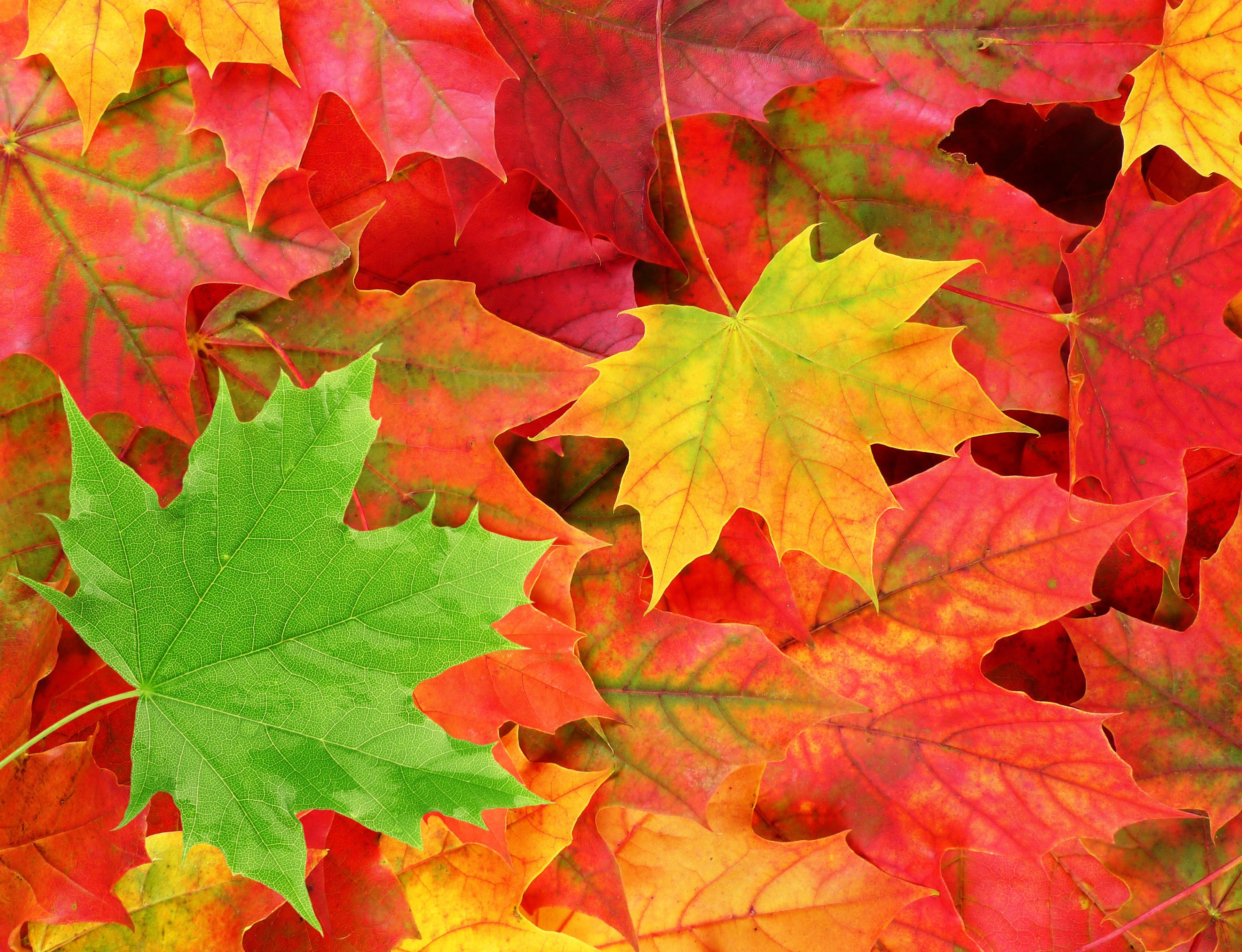 Цвет листа клена осенью. Осень листья. Лис осень. Разноцветные листья. Осенние листочки.
