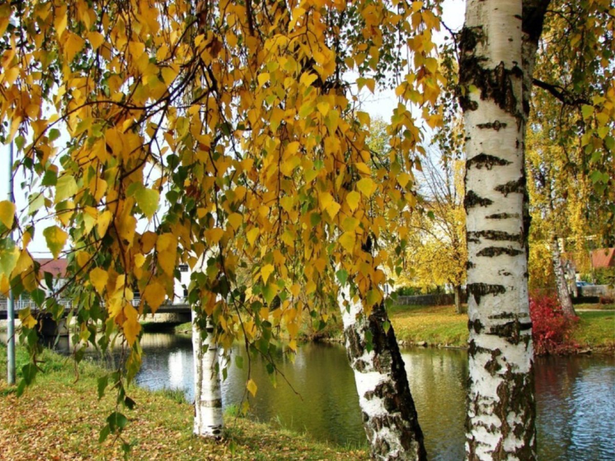 Картинки осенней березы