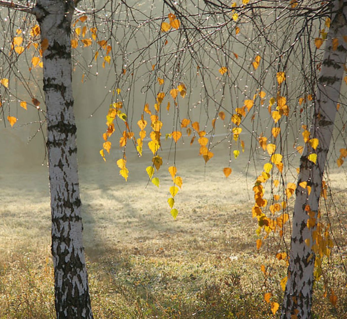 Береза осенью картинки