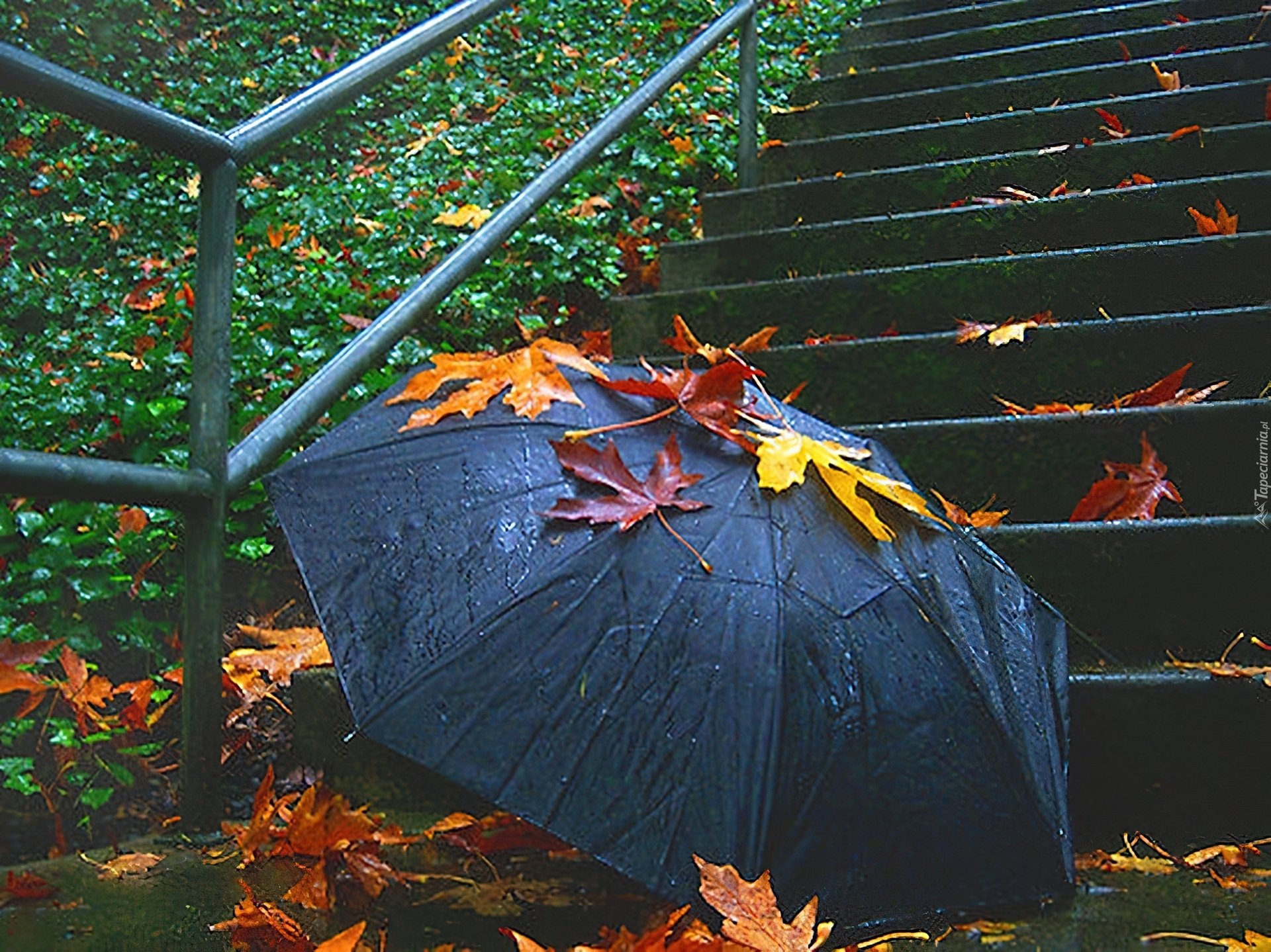 Опавшие листья терпеливо. Осенний зонтик. Осень дождь. Осень зонт. Осень дождь зонтик.