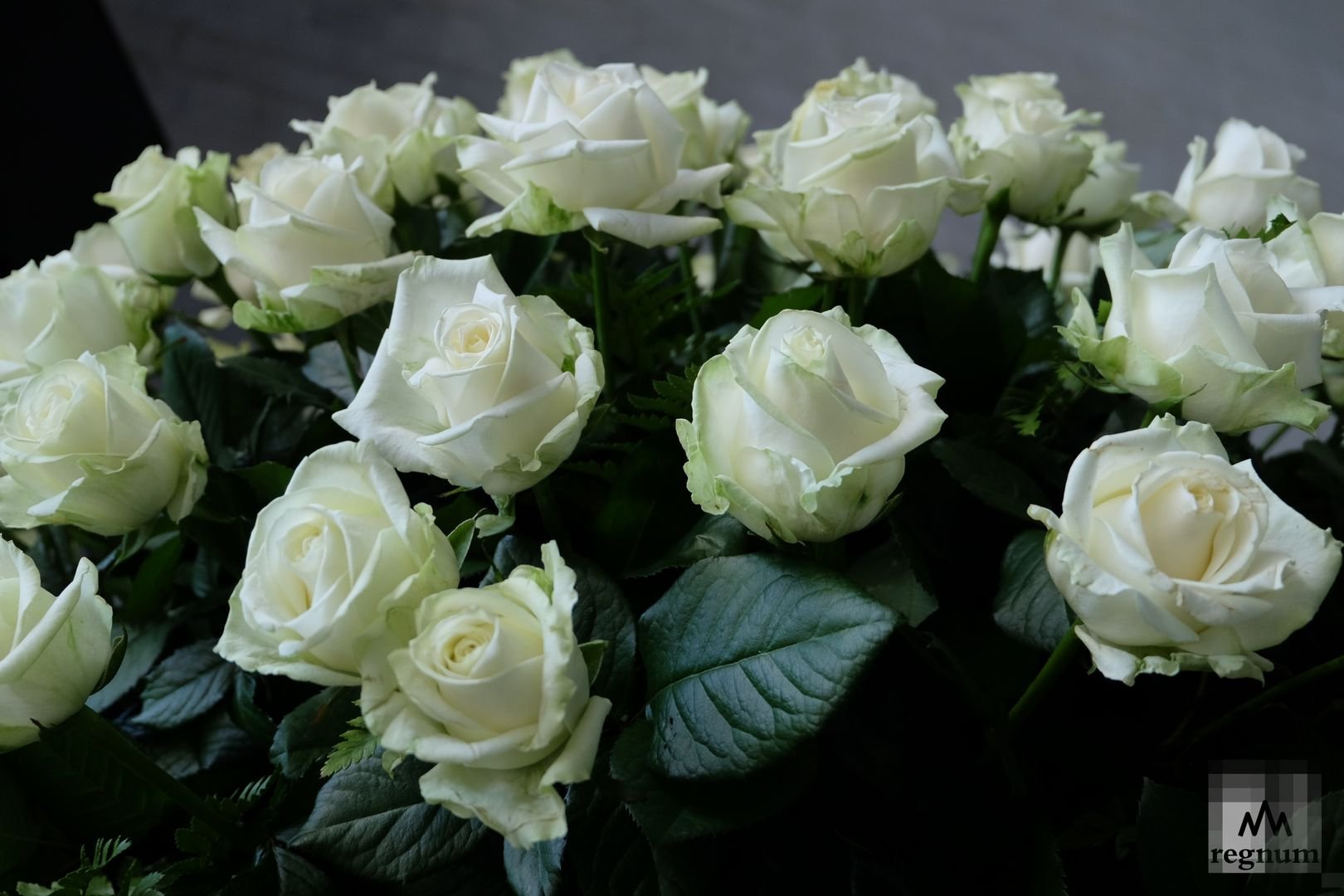 Белые розы кто исполнял