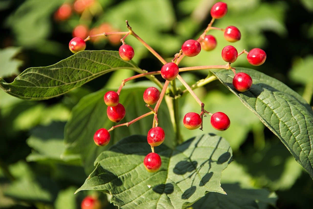 Калина (Viburnum)