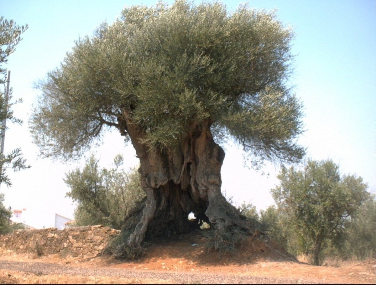 Дерево евреев гаркад
