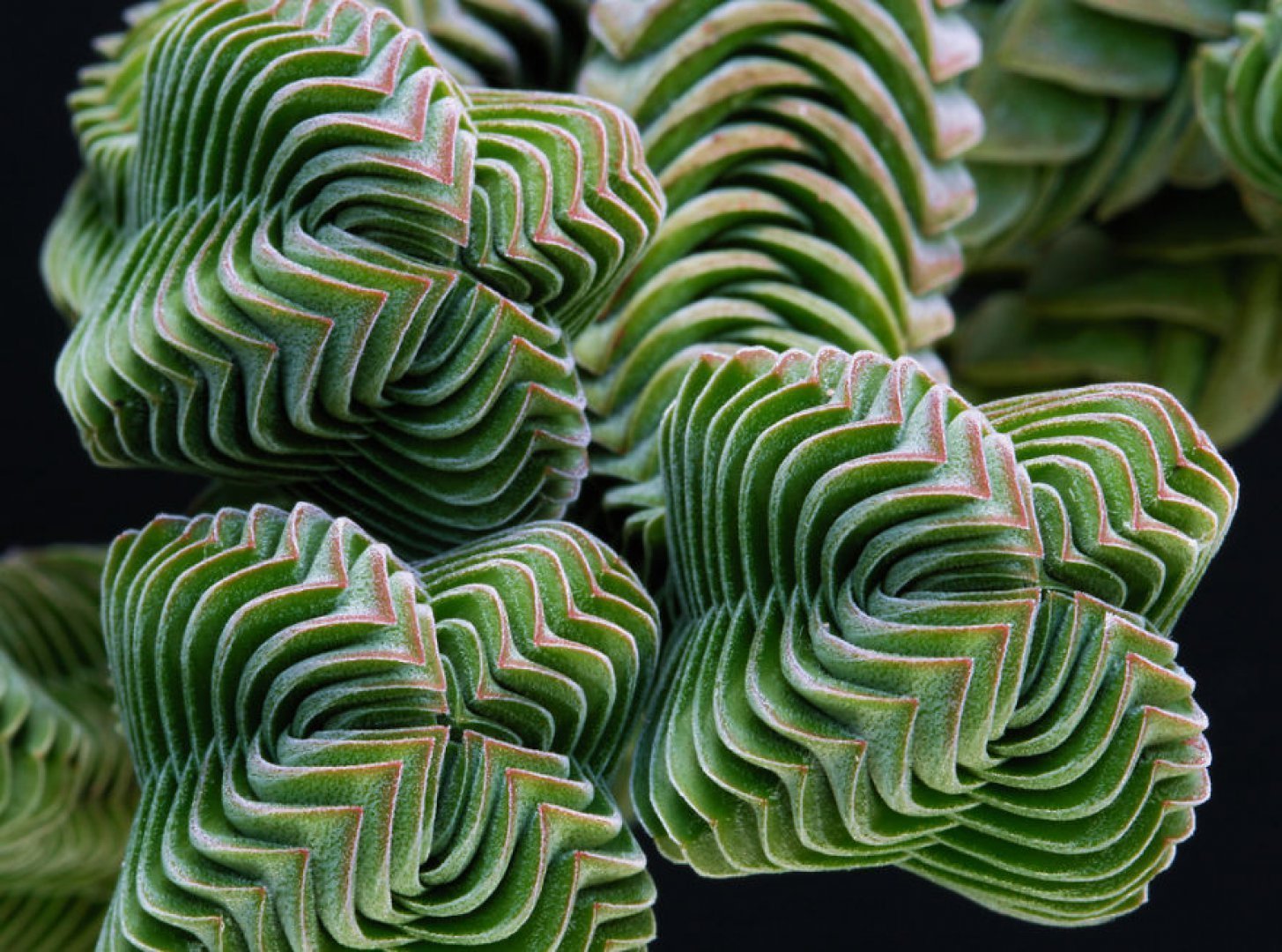 Crassula columnaris