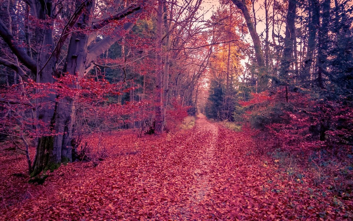 Лиловый лес осенью