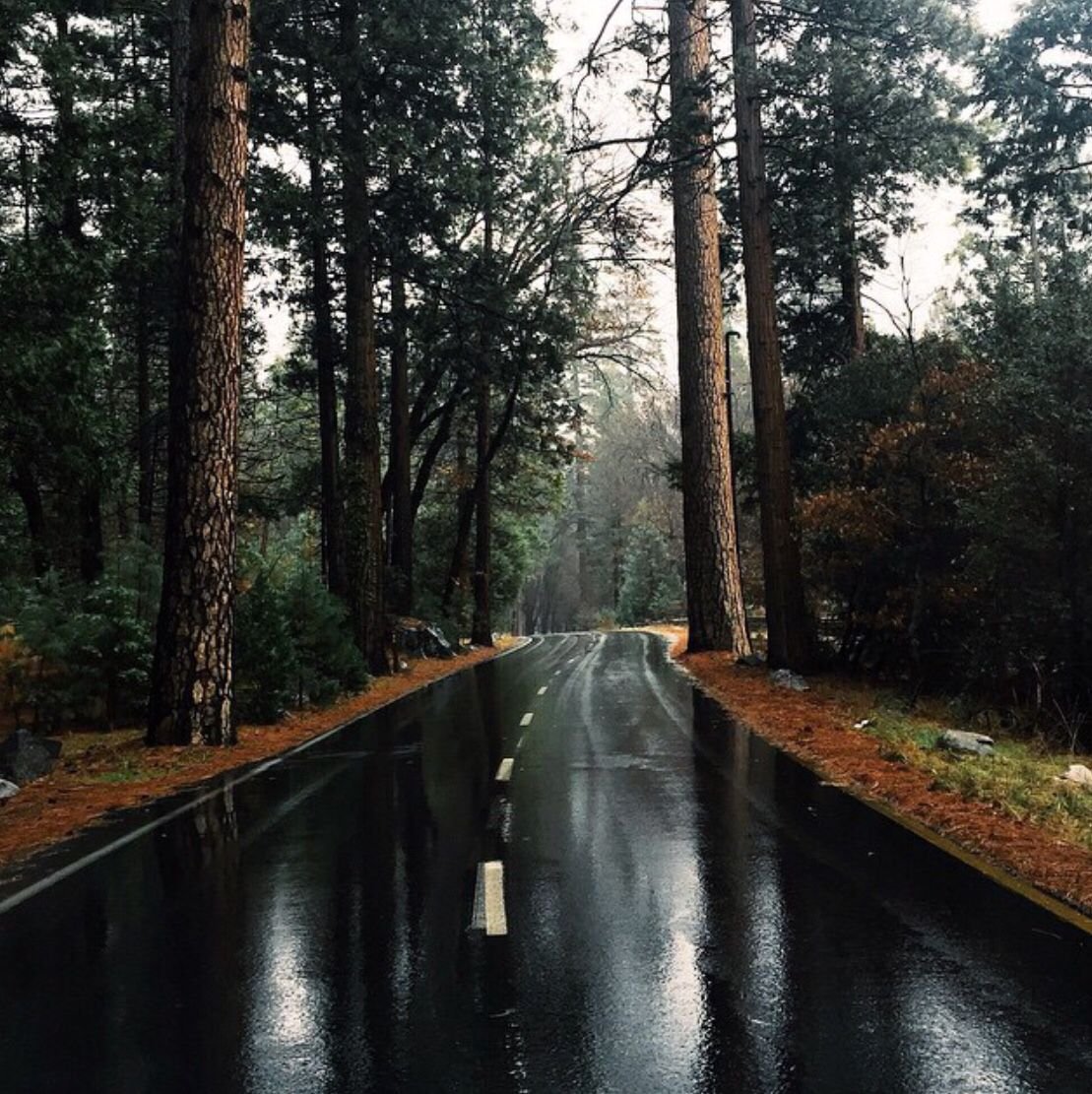 Дождливая дорога в лесу