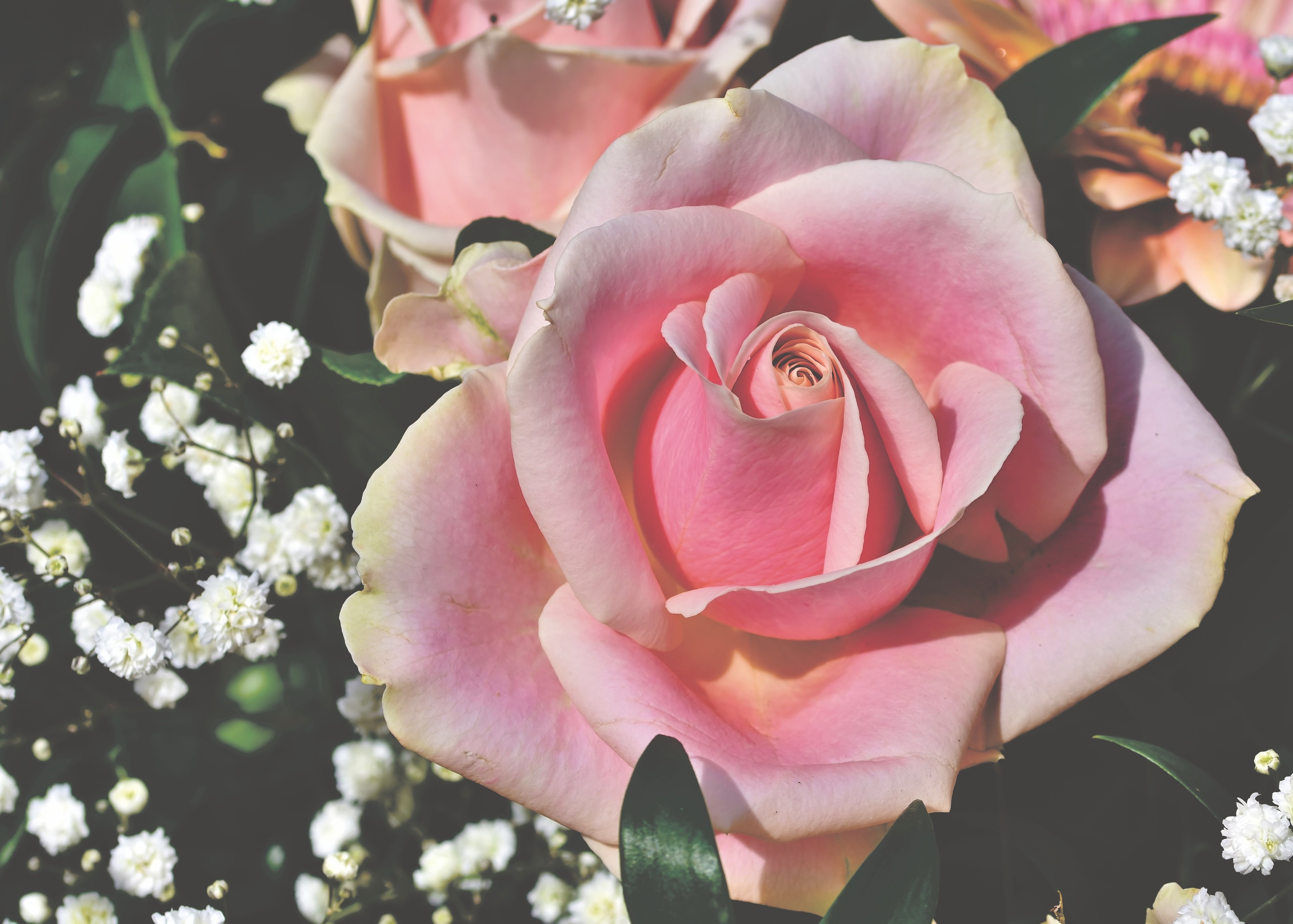 Розы светлые. Благороднейшие розы.