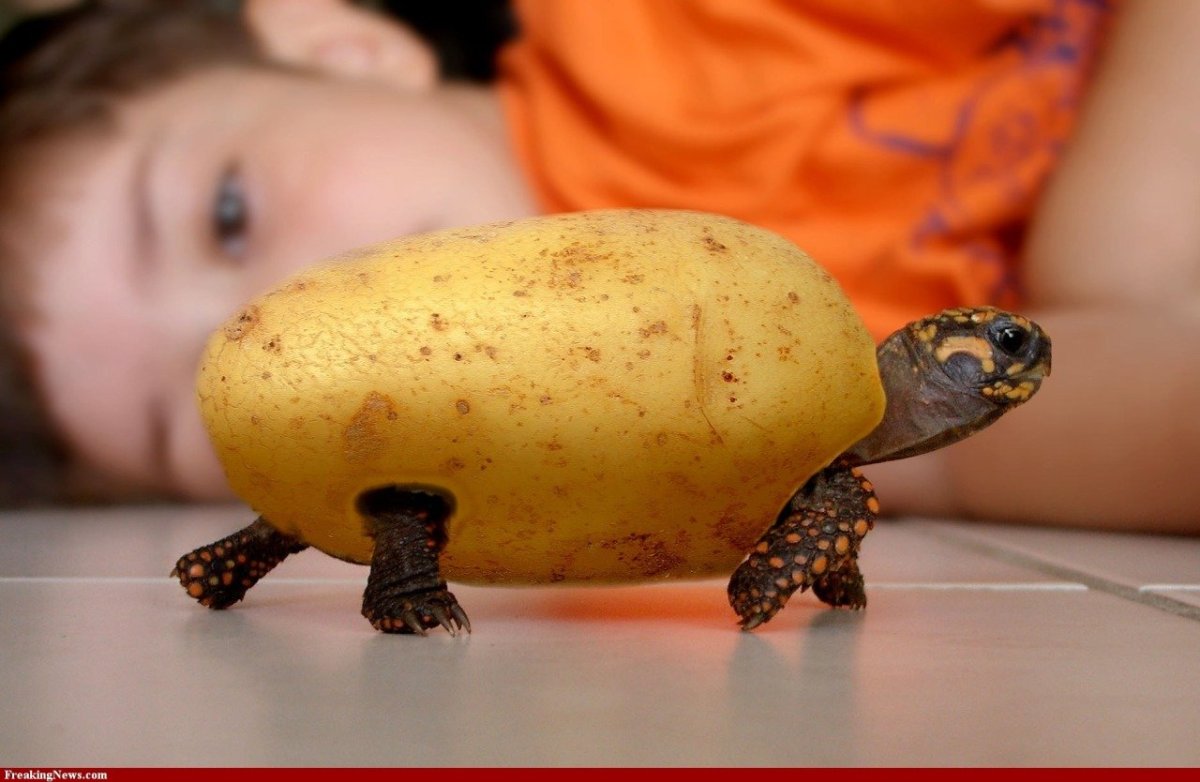Черепаха из картошки