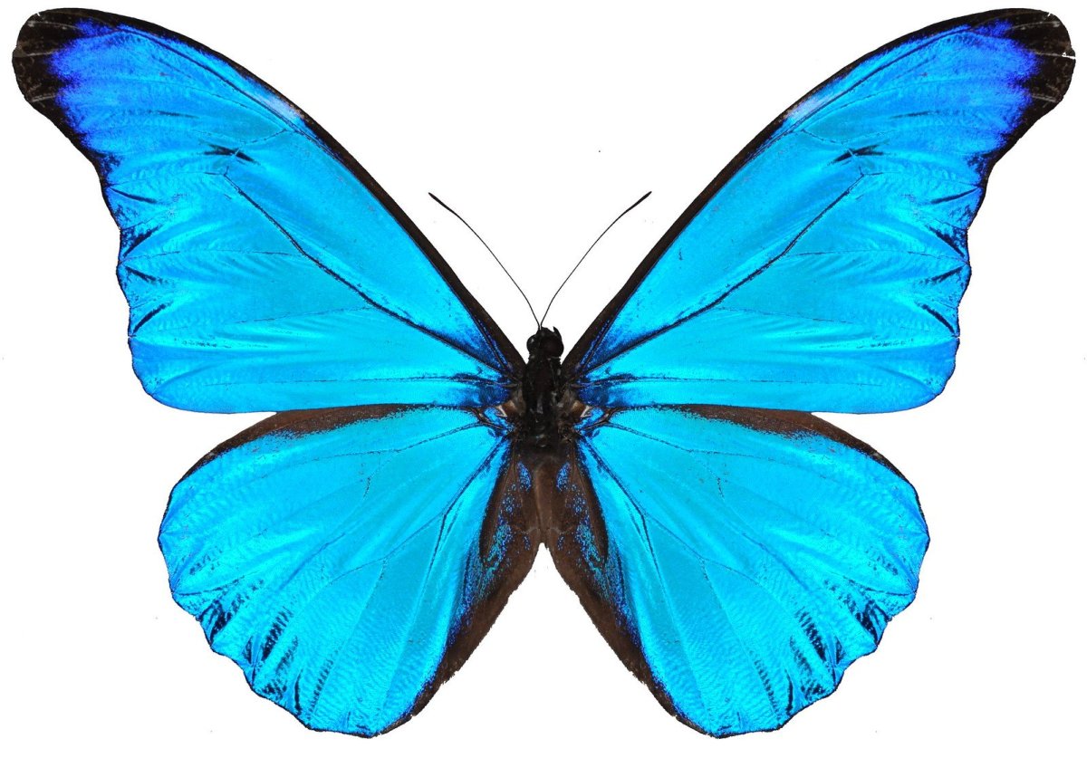 Голубая бабочка на белом фоне