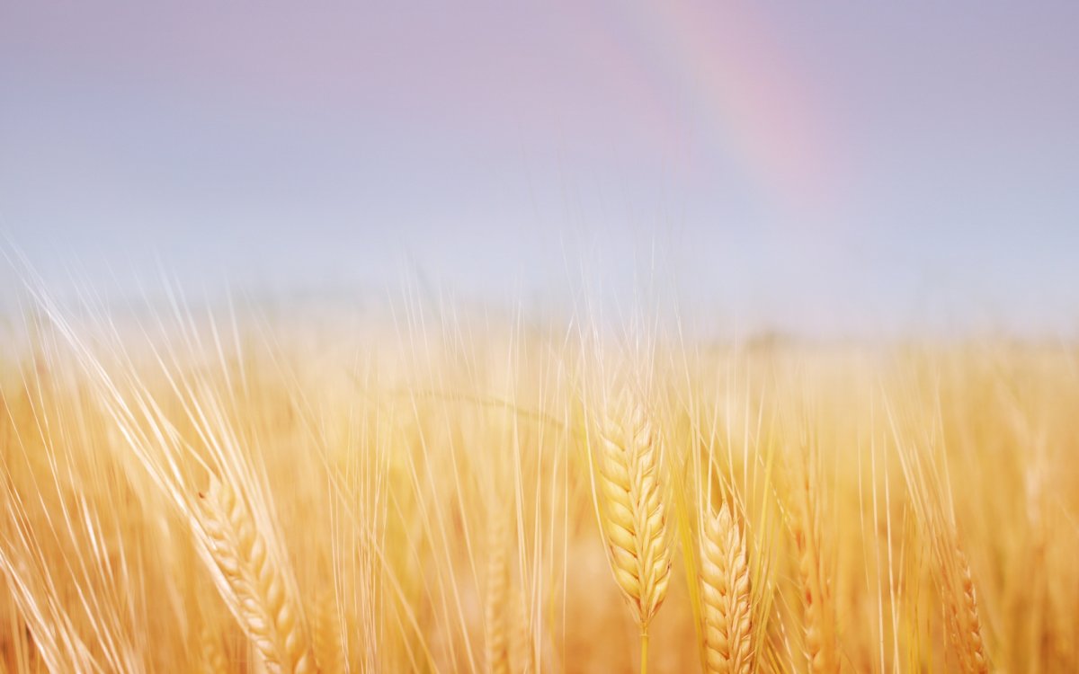 Пшеничное поле фон