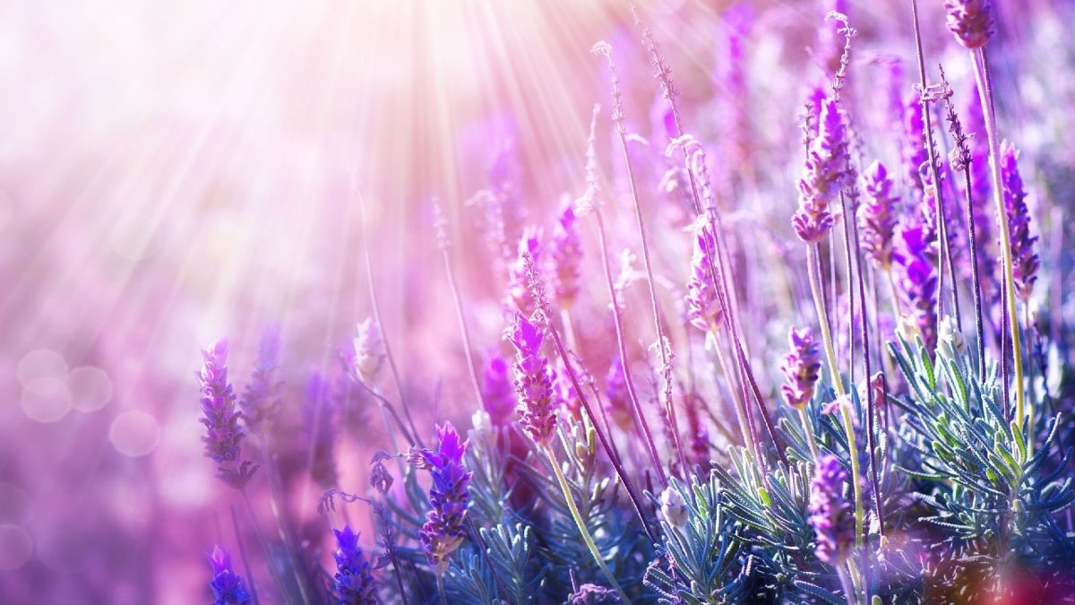 Фон природа с фиолетовыми цветами сверху