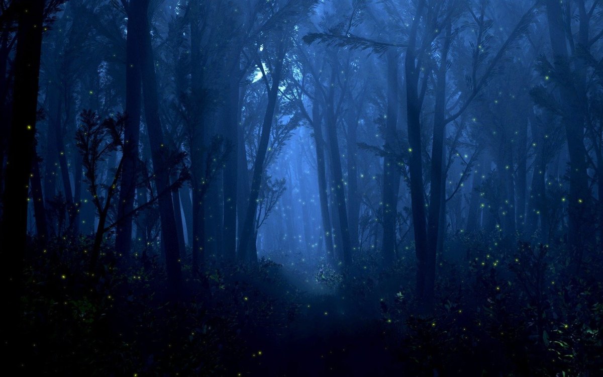 Красивый фон лес ночь