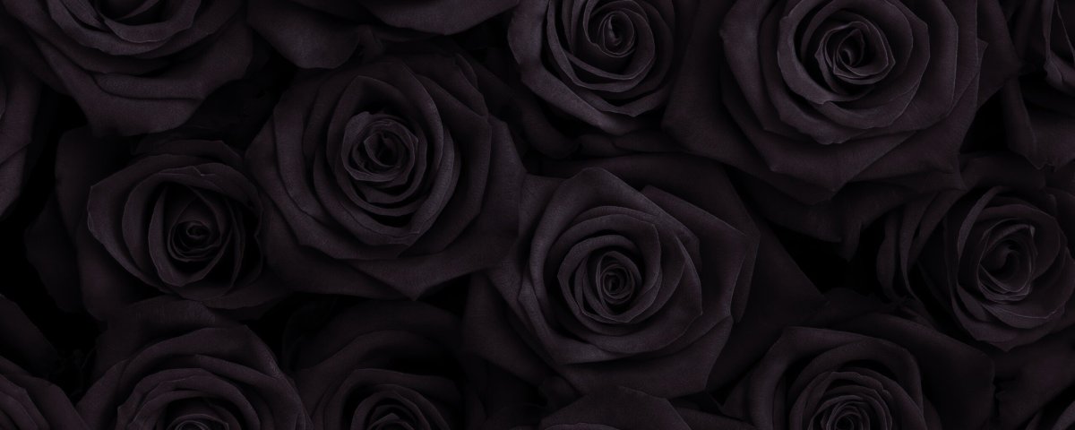 Черные розы обои на рабочий стол