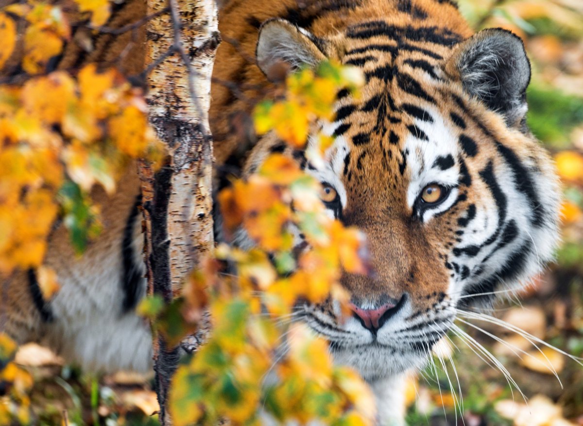 Осенний тигр обои в телефон