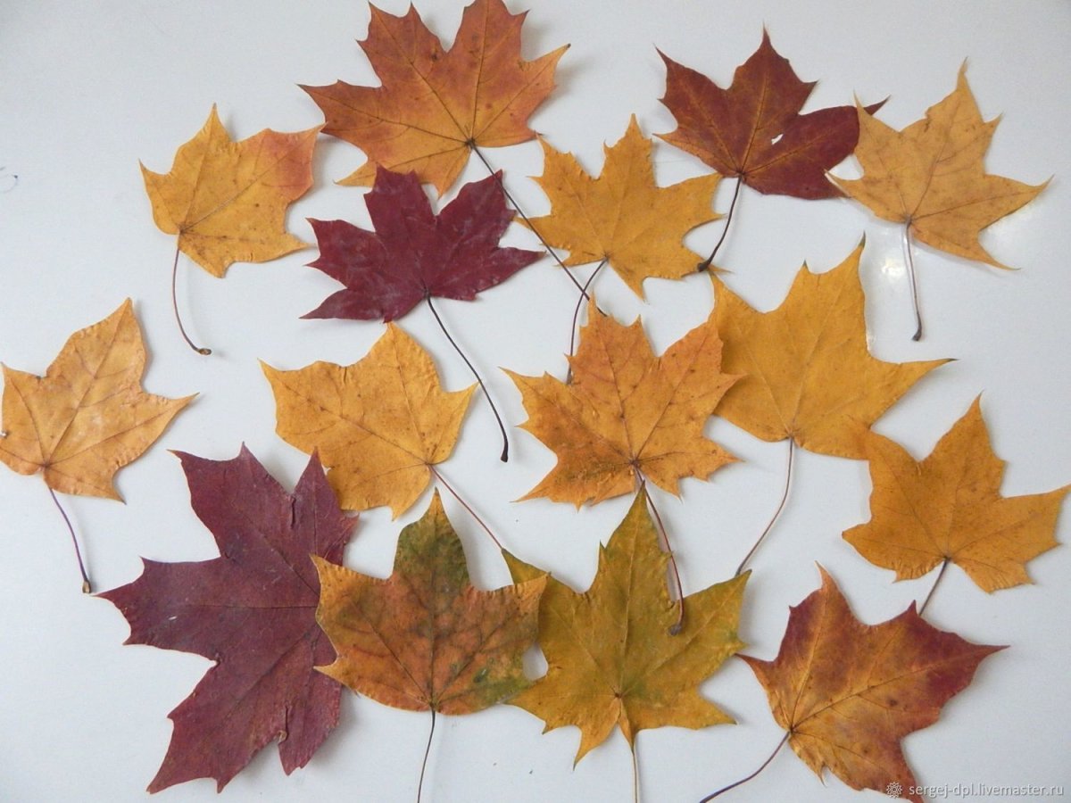 Аппликация на основе кленового листа