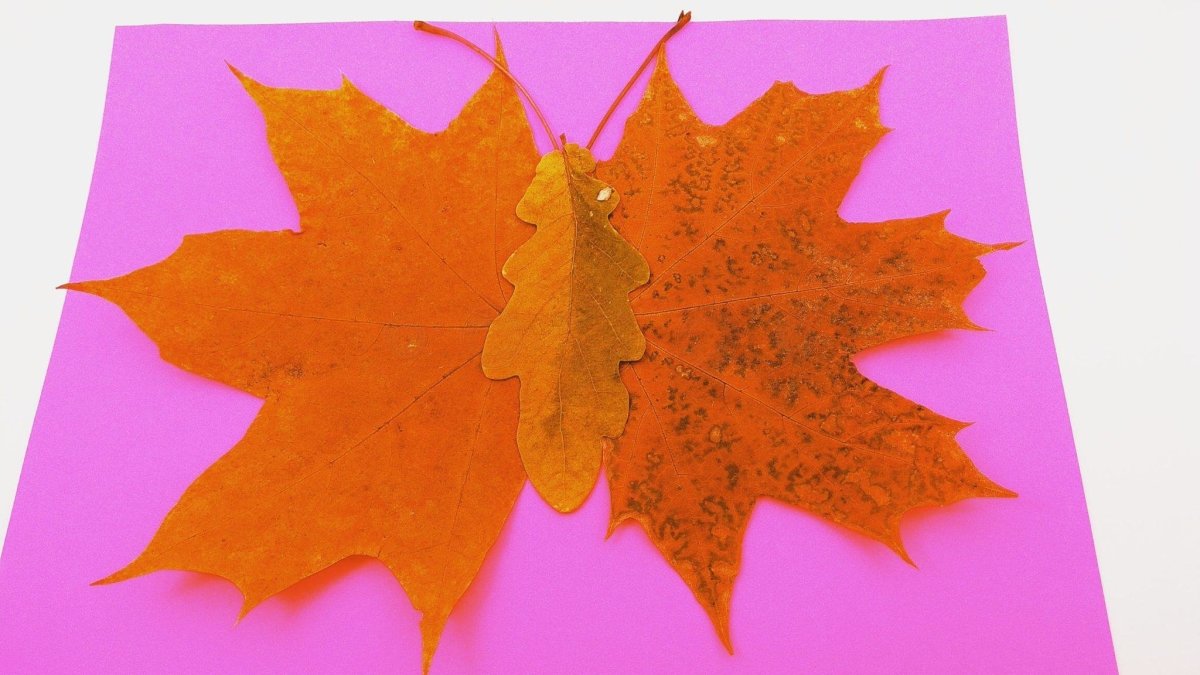 Композиция из листьев для 1 класса на альбомном листе