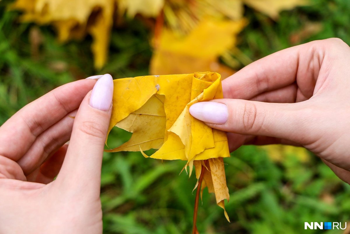 Осенние листья и пакет