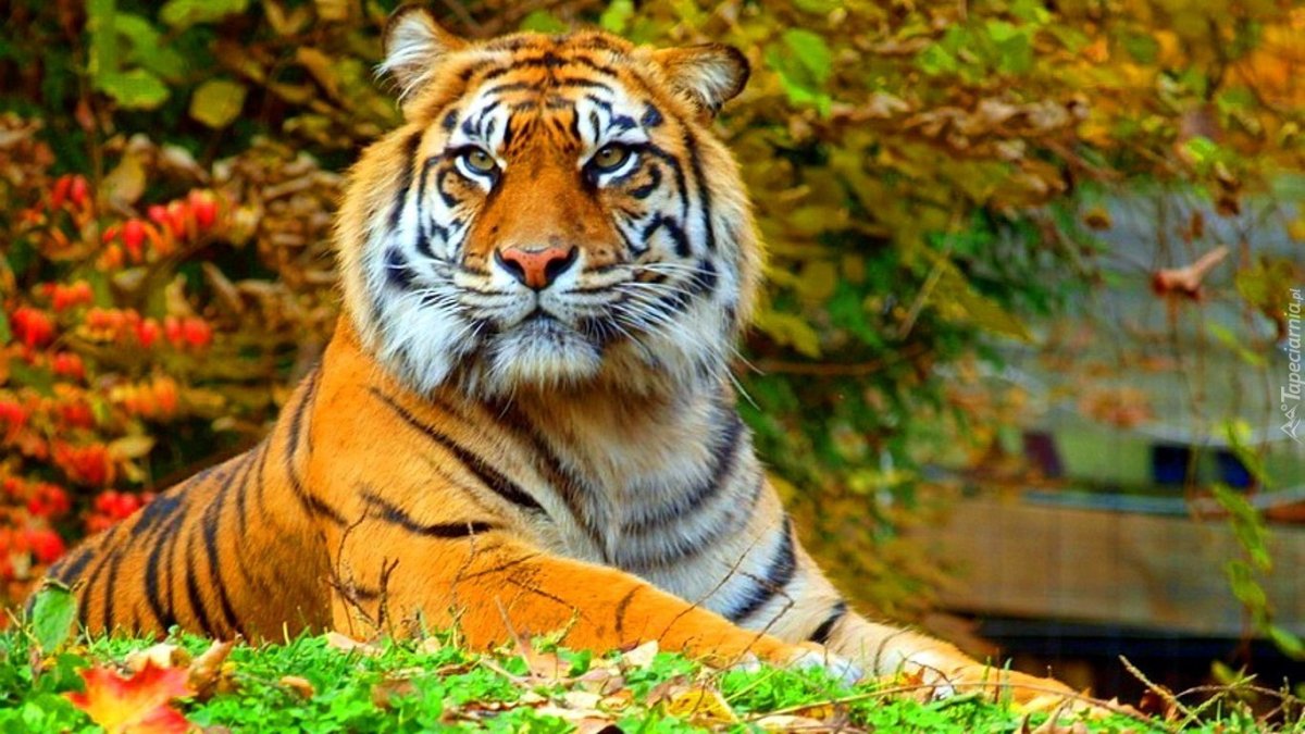 Осенний тигр
