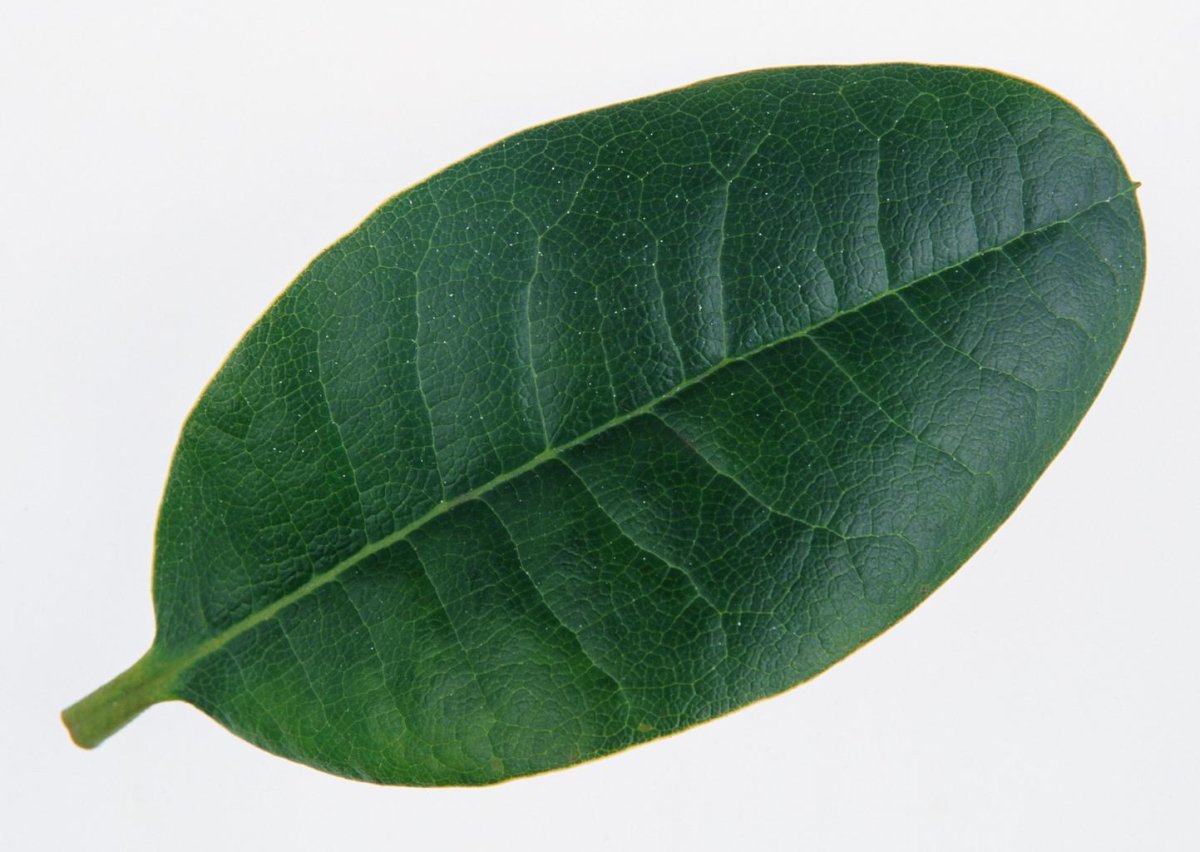 Имеет округлые листья. Лист фикуса. Листок фикуса. Фикус лайм. Фикус зеленый овальные листья.