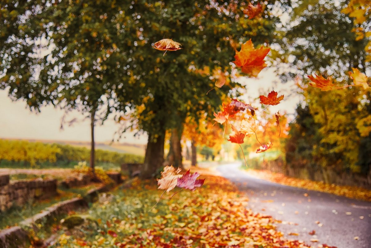Осень листопад. Листопад картинки. Красивый осенний листопад. Падающие листья.
