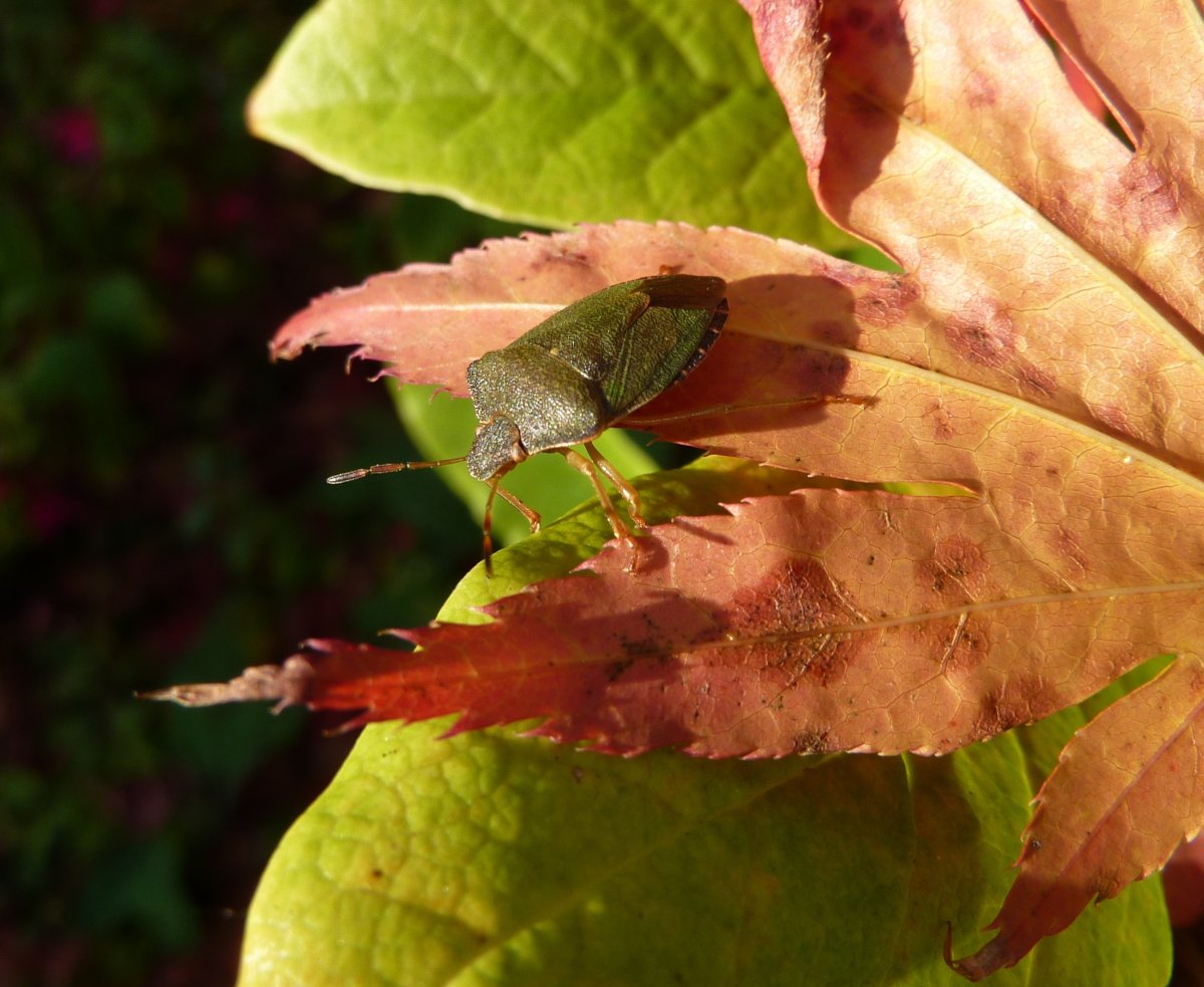 Осенние жуки