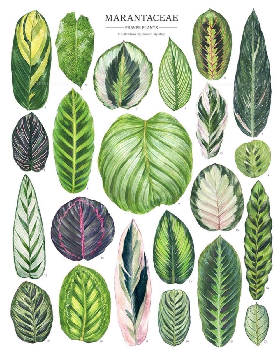 Калатея марантовые