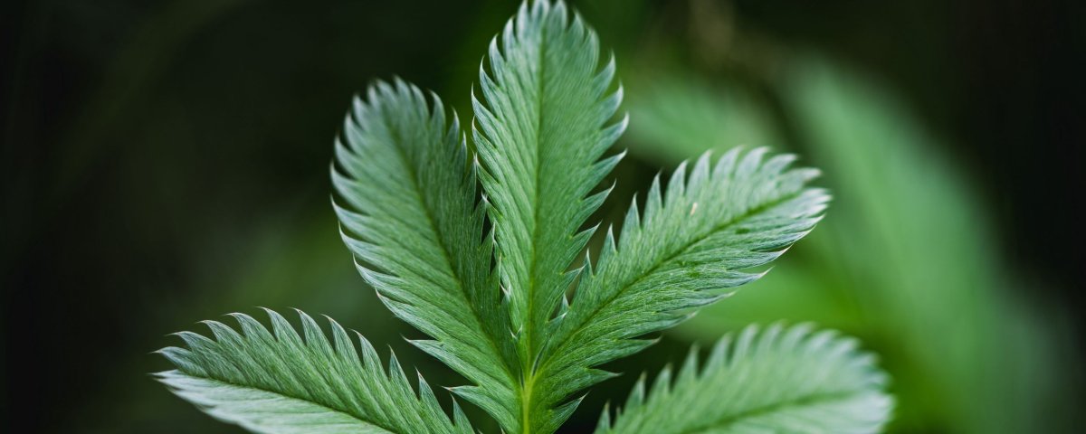 Листья растений фото