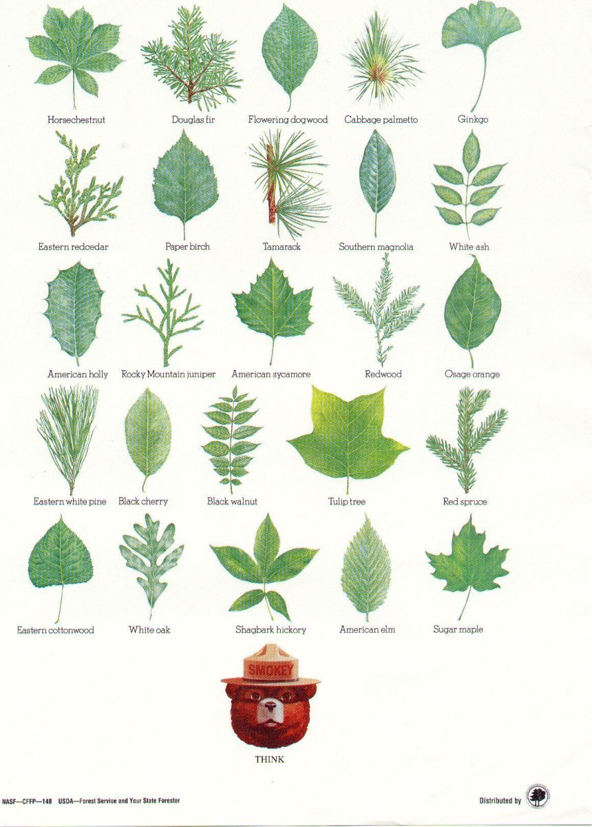 Название листьев