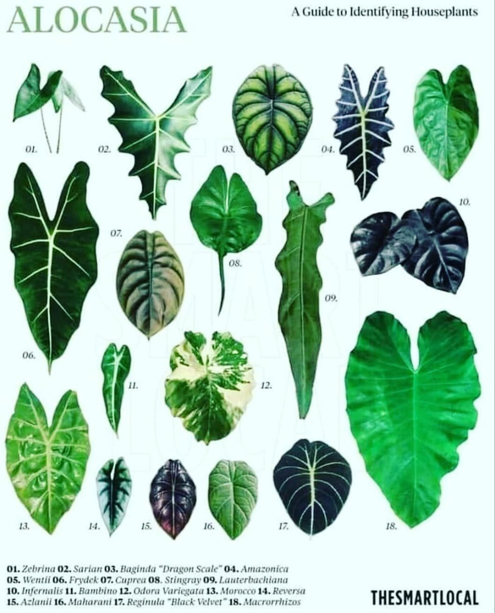 Жаклин растение алоказия