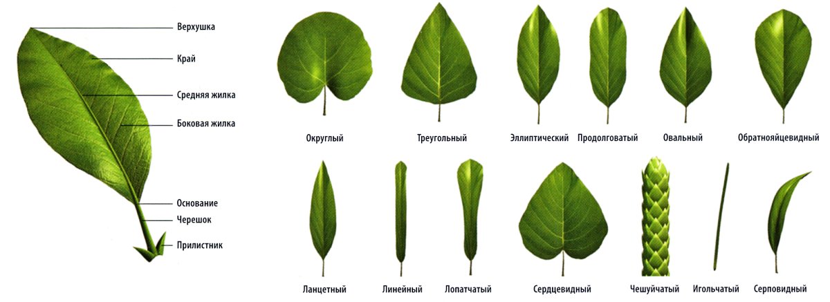 Разные типы листьев