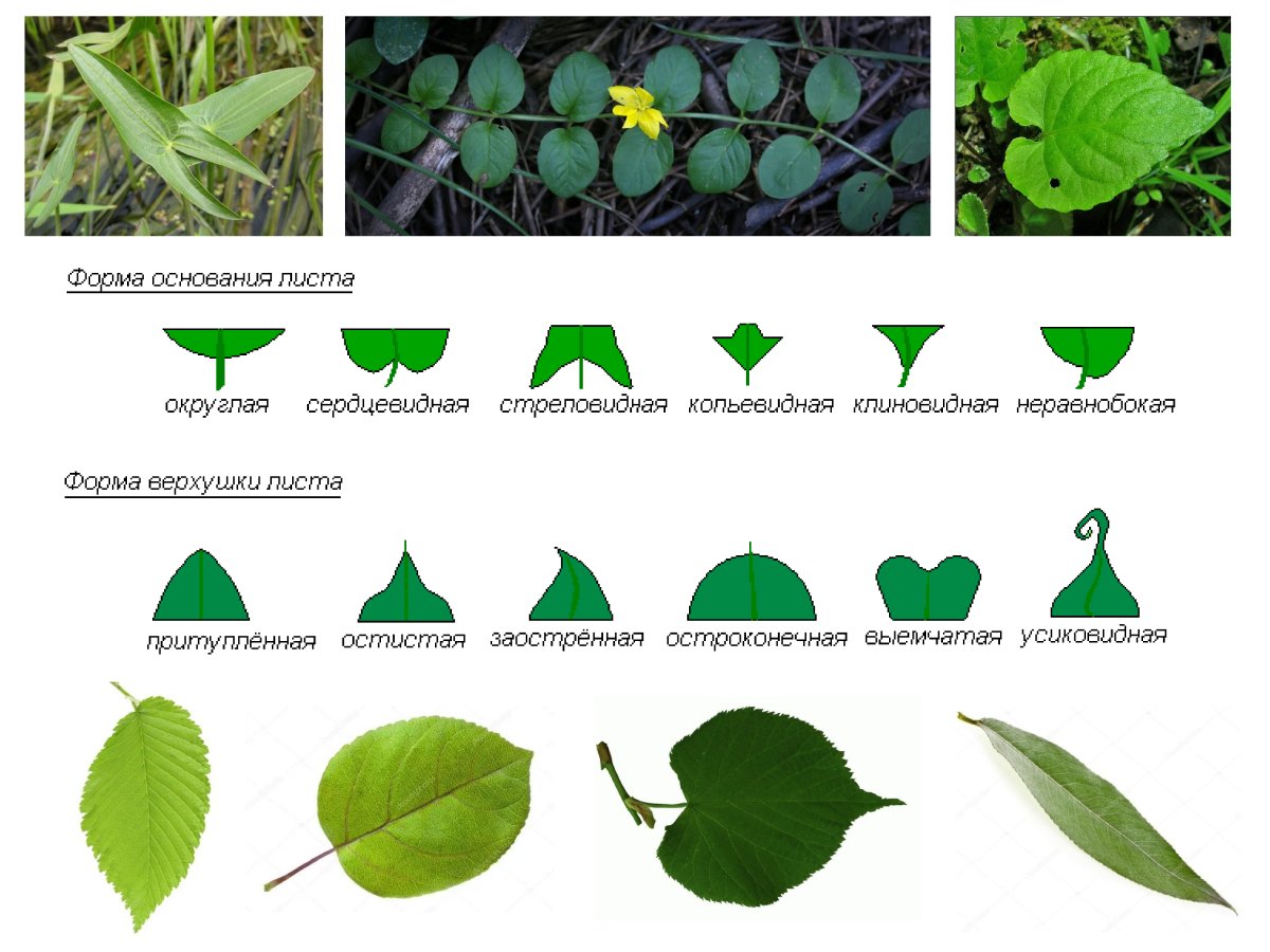 Сердцевидная верхушка листовой пластинки