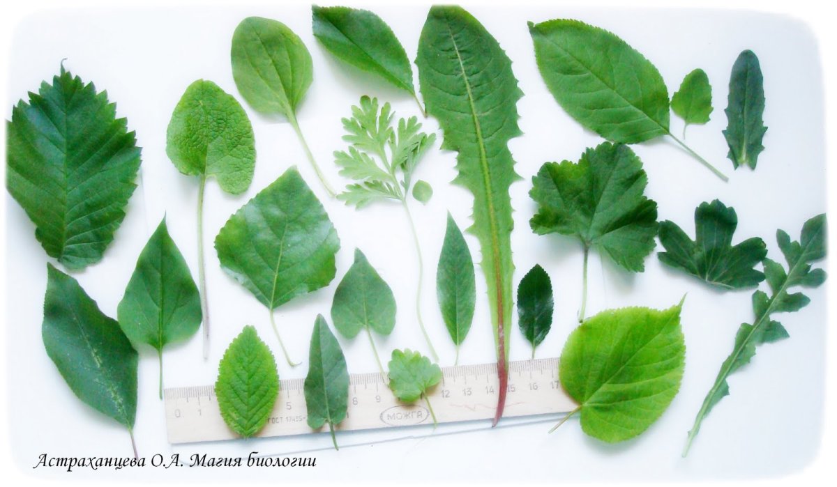 Гербарий простые и сложные листья