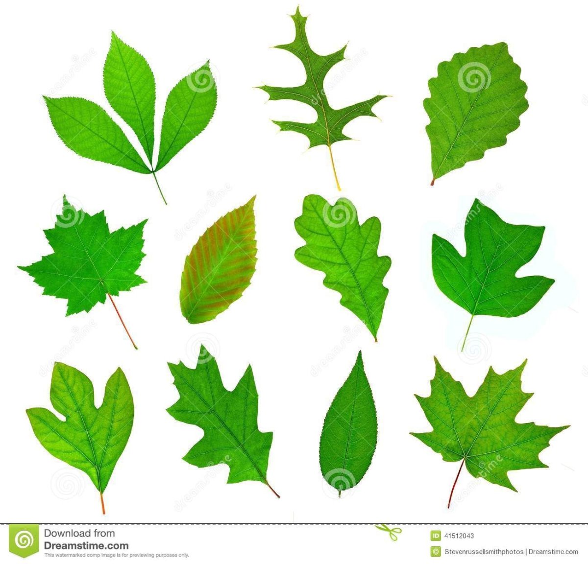 Листья деревьев с маленькими листочками