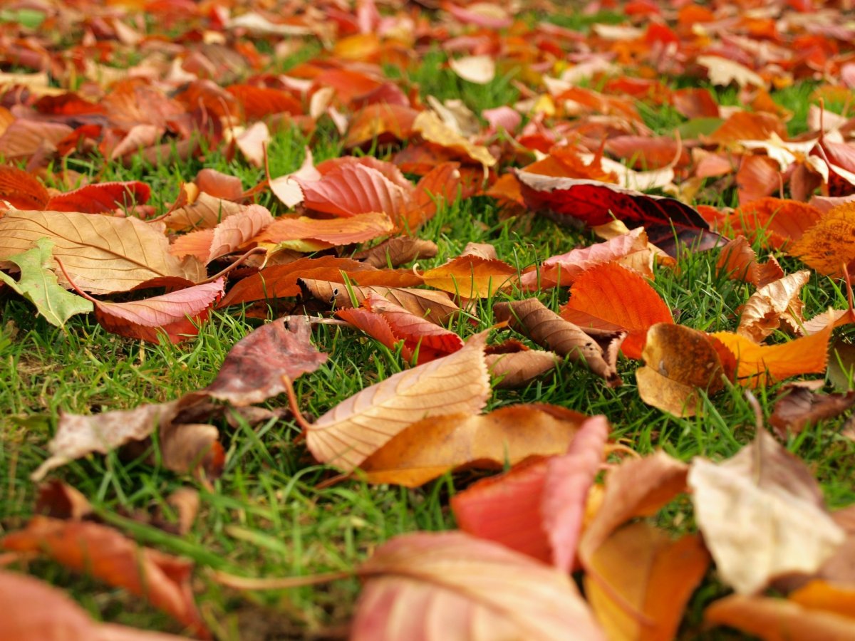 Осенняя листва на земле