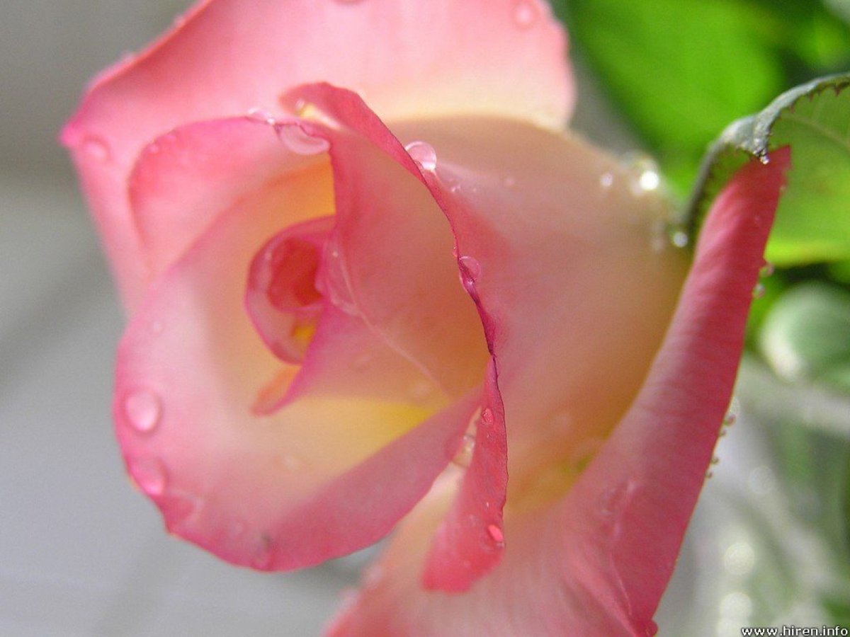 Роза с капельками росы на рассвете