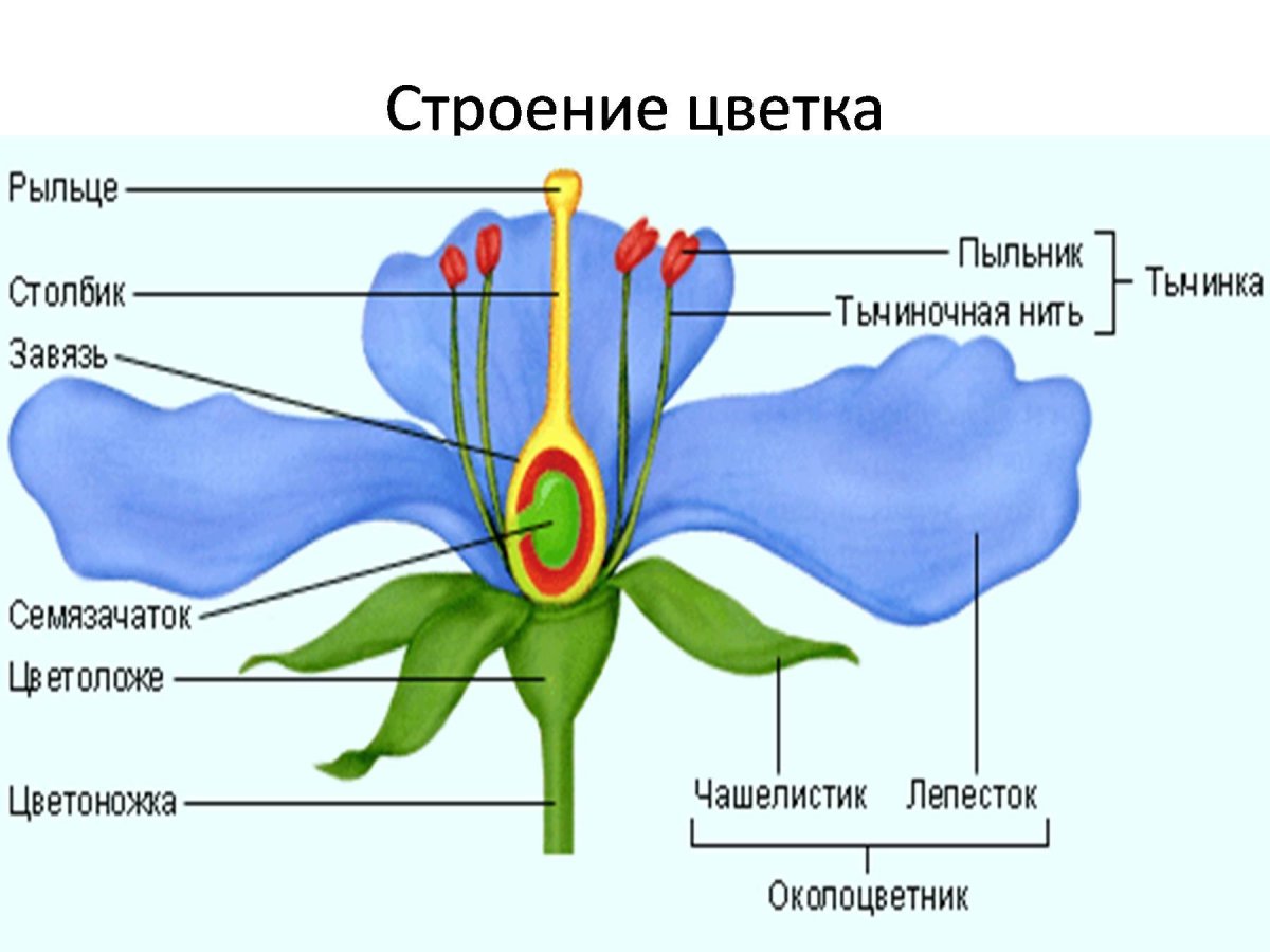 Цветок орган размножения