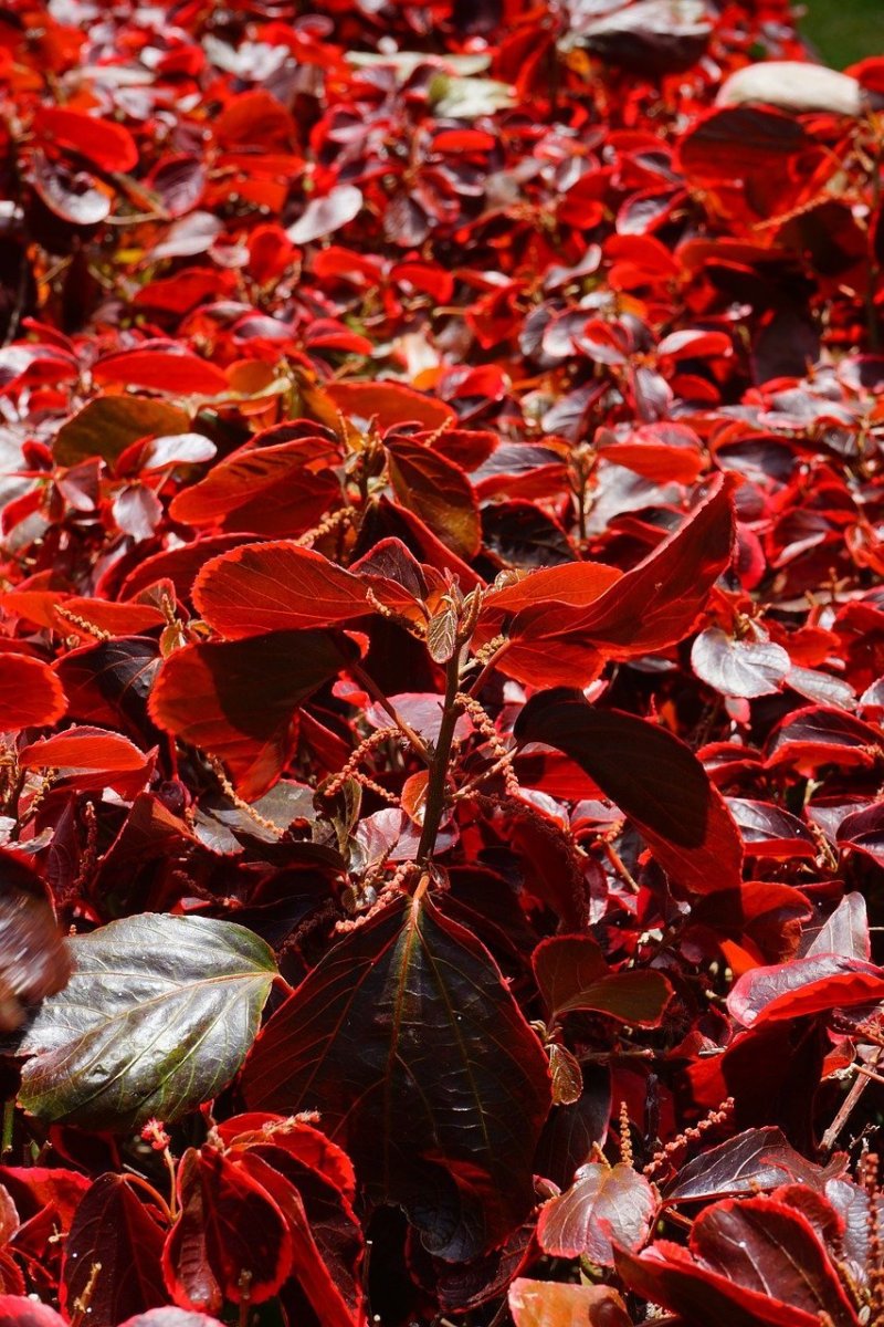 Ирга краснолистная