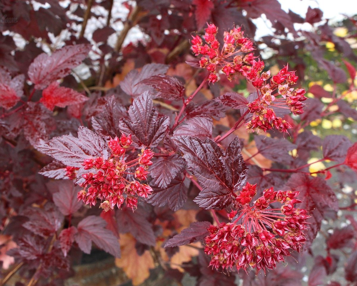 Пузыреплодник калинолистный Physocarpus opulifolius Andre