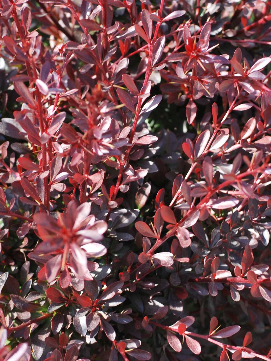 Барбарис Тунберга ред Чиф