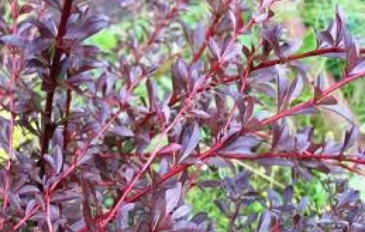 Барбарис Тунберга ред Чиф