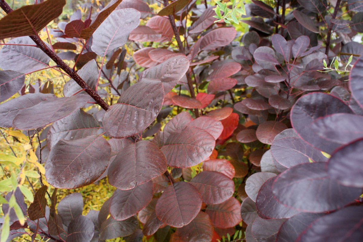 Скумпия Кожевенная Рубрифолиус