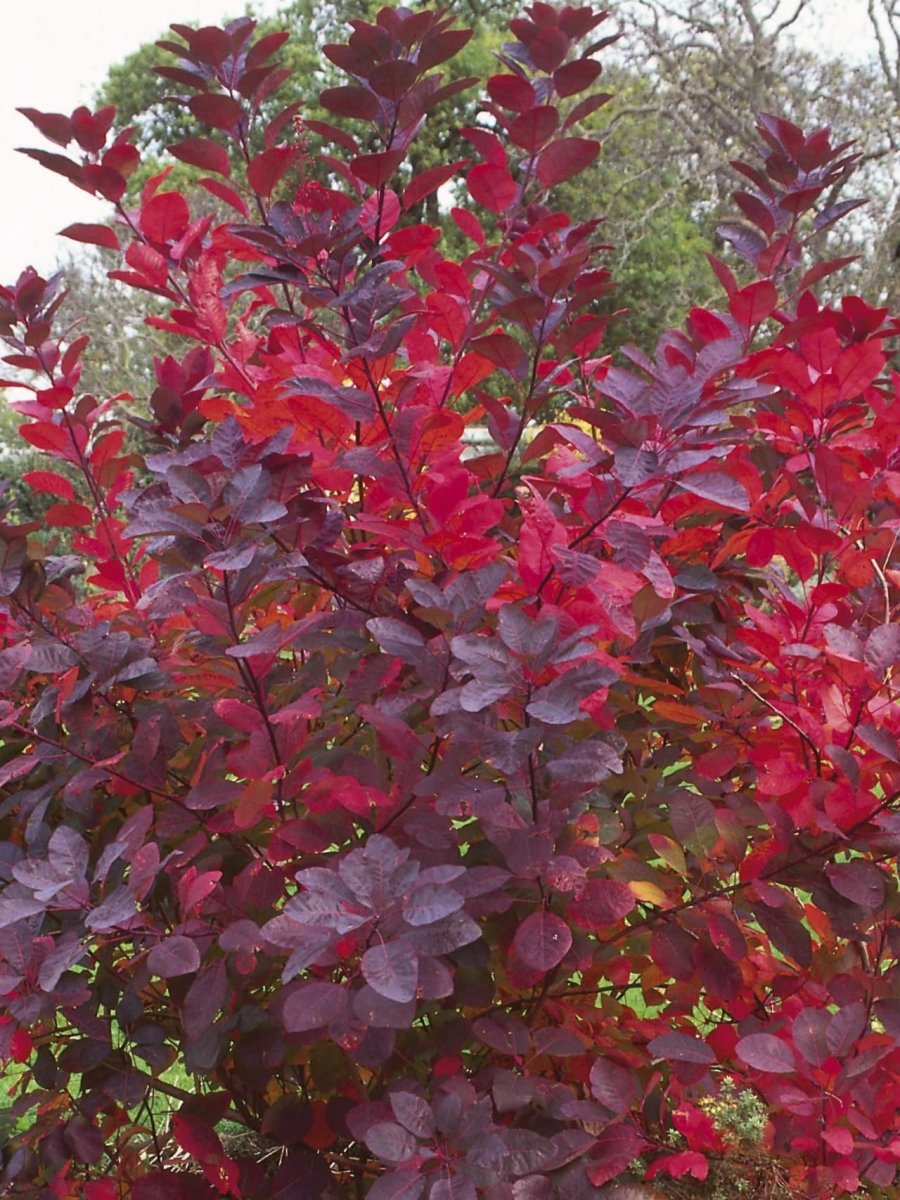 Скумпия Кожевенная с красными листьями