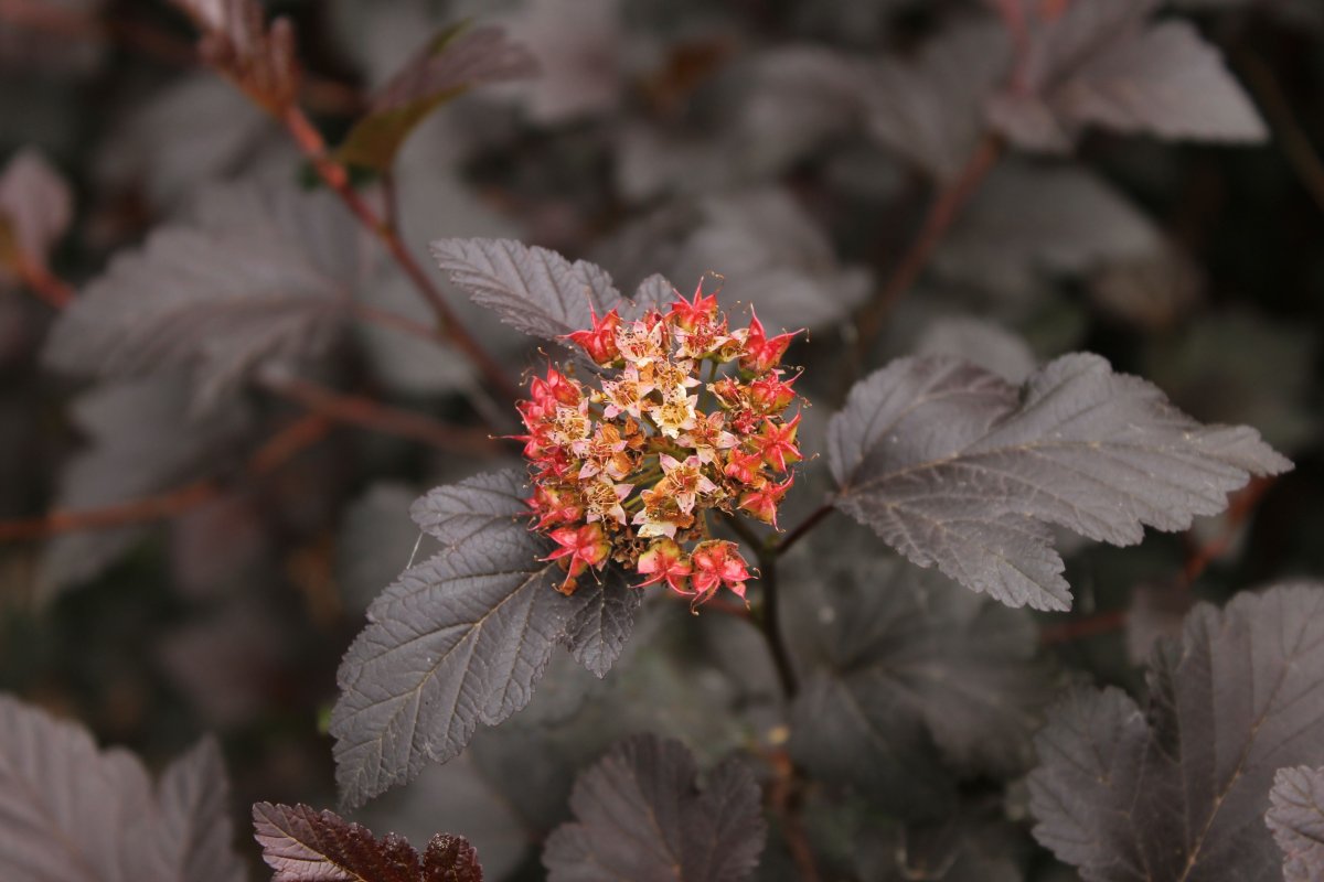 Пузыреплодник трапеция